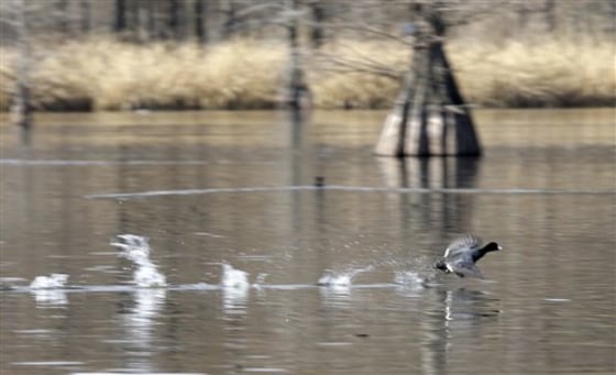 A duck causes ripples on the surface of Grassy Lake as it gains altitude at Hempstead County Hunting Club near Fulton, Ark.